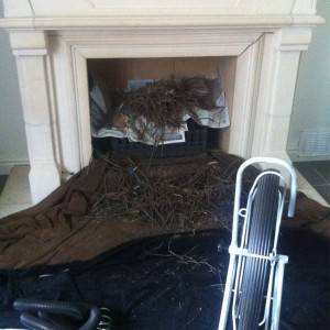 Vogelnestjes verwijderen